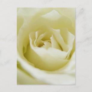 White Rose Postcard