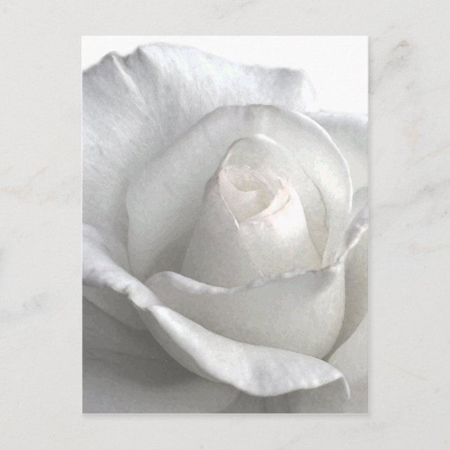 White Rose_ Postcard (Front)