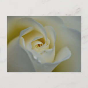 White Rose  Postcard