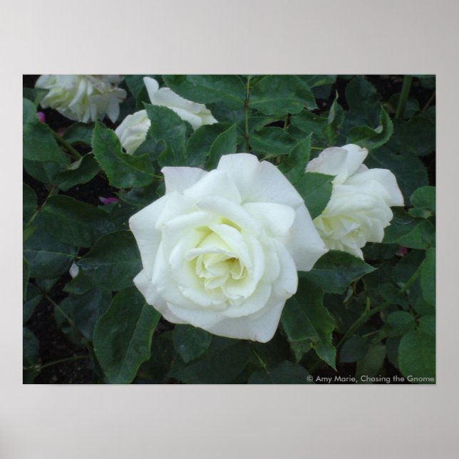 White Rose Poster (Front)