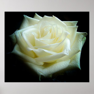 White Rose Poster