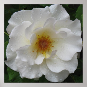 White Rose Poster Prints