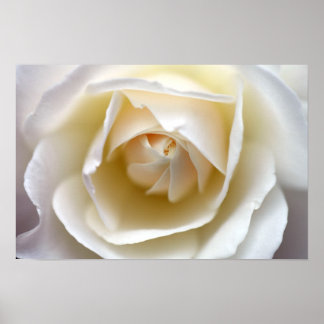 White Rose - Print
