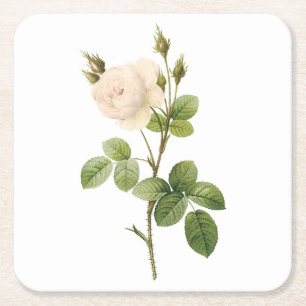 white rose(Rosa campanulata alba) by Redouté Square Paper Coaster