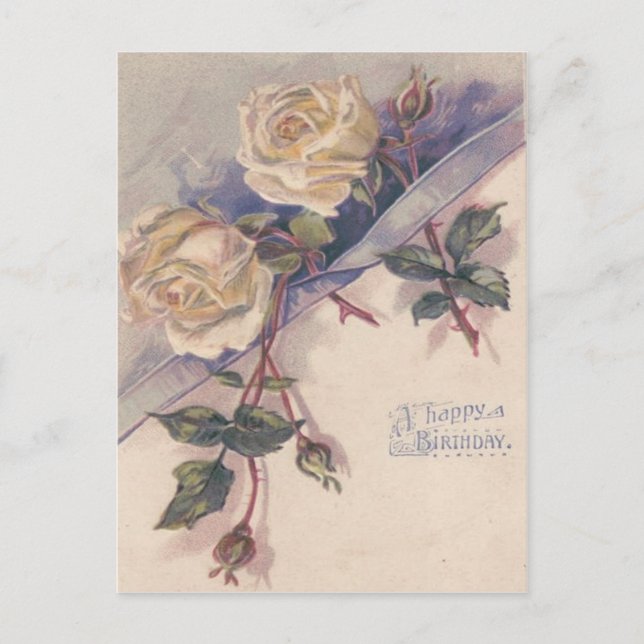 White Rose Roses Flowers Postcard (Front)