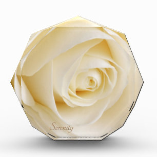 White Rose Serenity Beautiful Flower Rosebud Photo Block