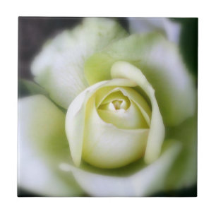 White Rose Soft Focus Ceramic Tile