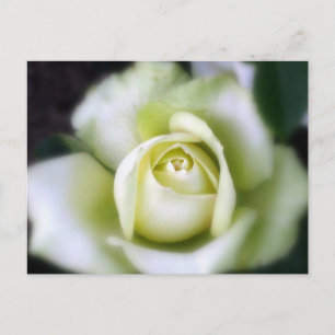 White Rose Soft Focus Postcard