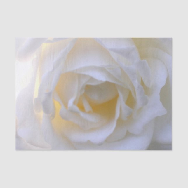 White rose soft focus tissue paper (Front)