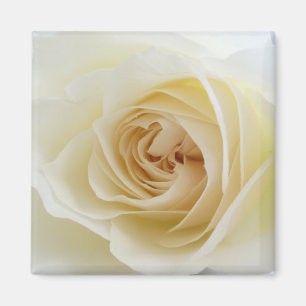 White Rose Square Magnet 001