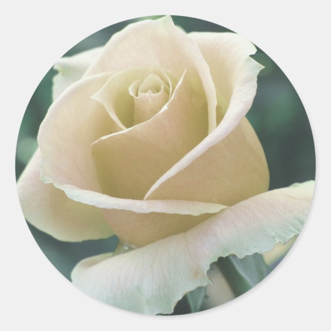 White Rose Sticker (Front)