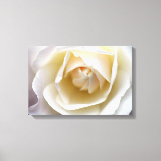 White Rose - Stretched Canvas Print