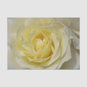 White Rose Tissue Paper