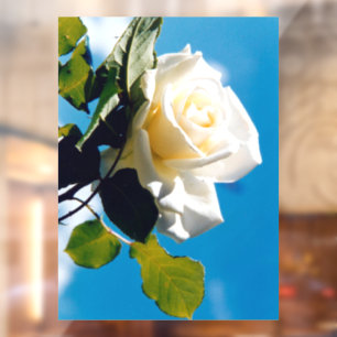 White rose under blue sky
