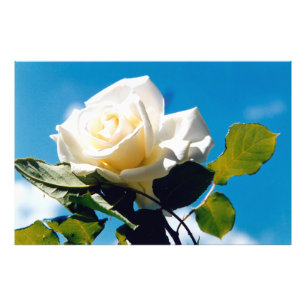 White rose under blue sky photo print