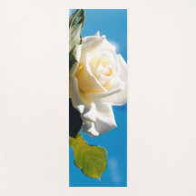 White rose under blue sky 