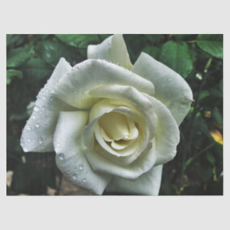 White Rose with Dark Background Tissue Paper