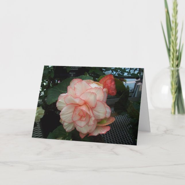 White Rose with Pink Edge Card (Front)