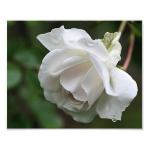 White Rose With Raindrops Floral 8x10 Photo Print