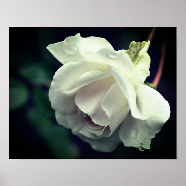 White Rose With Raindrops Floral Poster (Front)