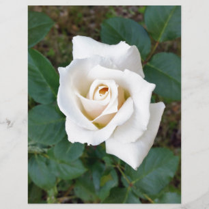 white rosebud