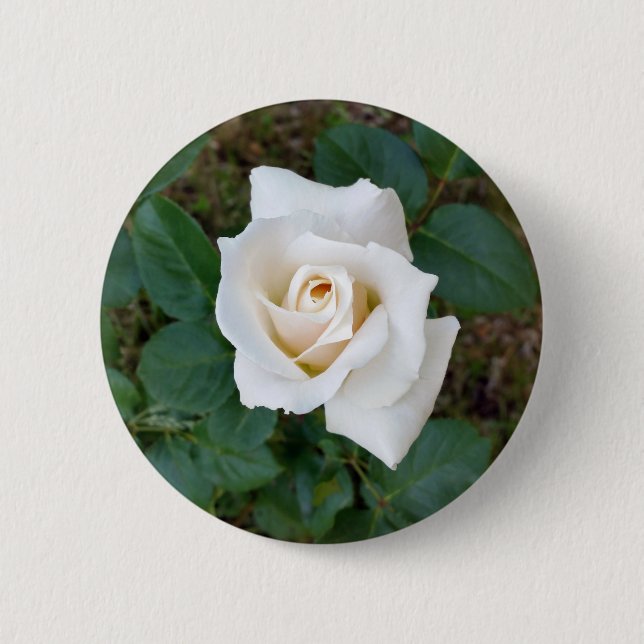 white rosebud 6 cm round badge (Front)
