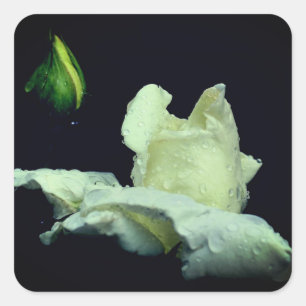 White Rosebud After Rain  Square Sticker
