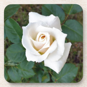 white rosebud coaster