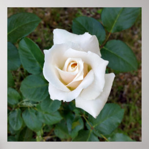 white rosebud poster
