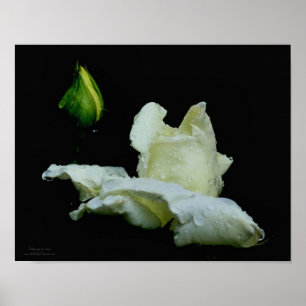 White Rosebud With Raindrops Flower Poster