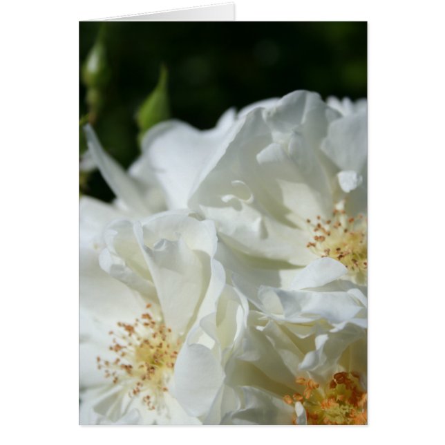 White Roses Floral Photography greeting Card (Front)