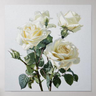 White Roses Flower Art Print Poster