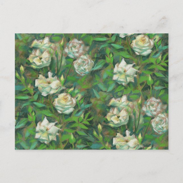 "White roses, green leaves", beautiful flowers Postcard (Front)