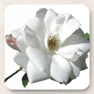 White Roses Party Shower Wedding Blossoms Destiny Coaster