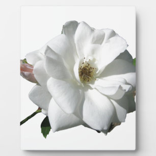 White Roses Party Shower Wedding Blossoms Destiny Plaque