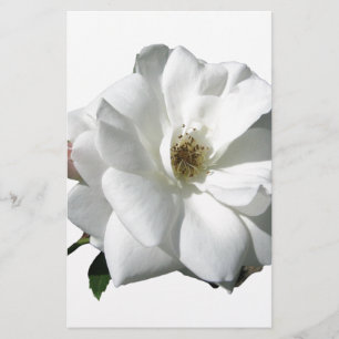 White Roses Party Shower Wedding Blossoms Destiny Stationery
