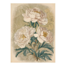 White Roses Peony vintage botanical wall art