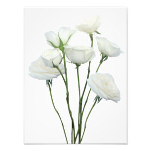White Roses Photo Print