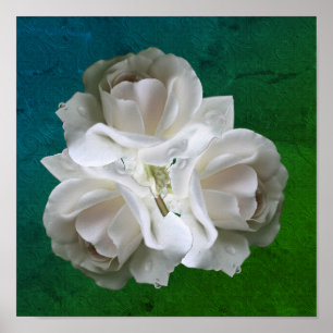 White Roses With Raindrops Bouquet Poster