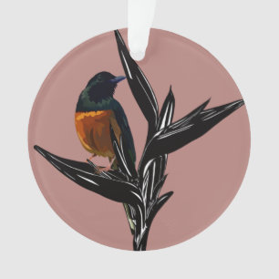 White-Rumped Shama bird Acrylic Ornament
