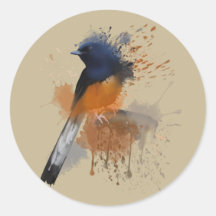 White Rumped Shama Bird