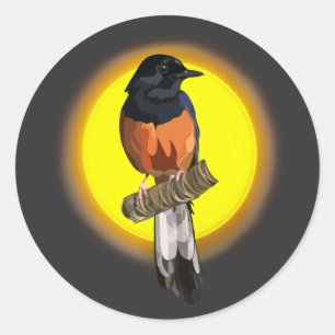 White-Rumped Shama Bird Classic Round Sticker