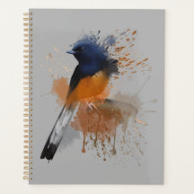 White Rumped Shama Bird