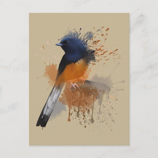 White Rumped Shama Bird Postcard (Front)