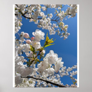 White Sakura H.G. Poster