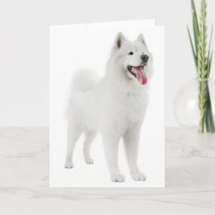 White Samoyed Puppy Dog - Hello, Thinking Of You Card