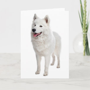 White Samoyed Puppy Dog - Hello, Thinking Of You Card