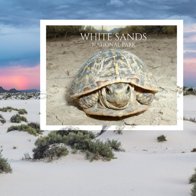 White Sands Desert Box Turtle Postcard (Creator Uploaded)