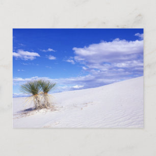 White Sands NM, New Mexico, USA Postcard