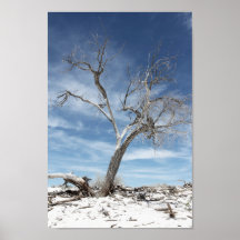 White Sands Zion National Park  Photo
